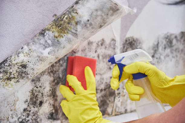 Environmental Consulting for Mold Prevention in Rensselaer, NY